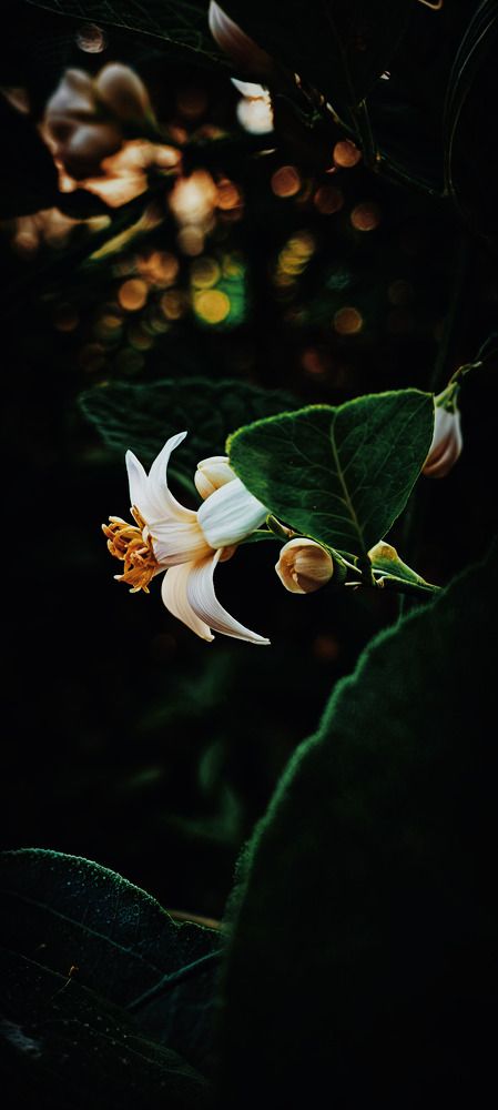 Photograph by Himanshu Sharma