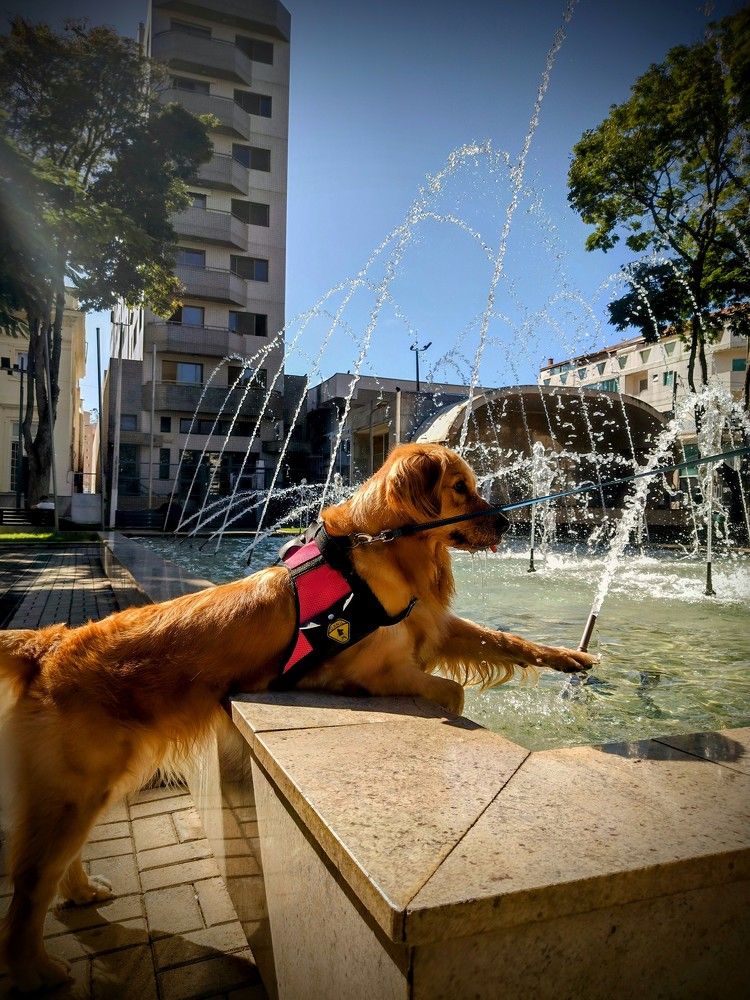 Фотография автора Giovani Martins Candido