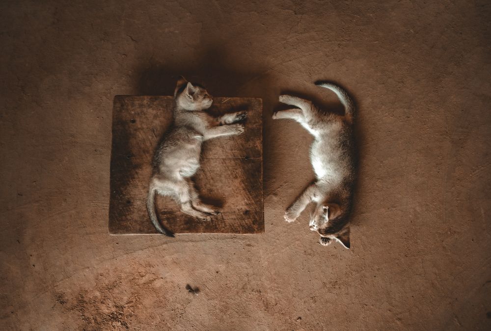 Photograph by Nayan Jyoti Rabha