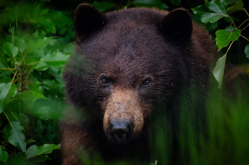 Photograph by Alexander Roizman