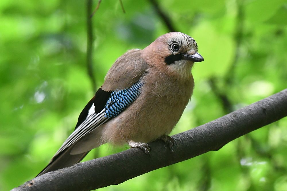 Photograph by Игорь Корнейчук