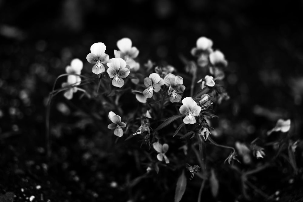 Photograph by Ольга Метлицкая