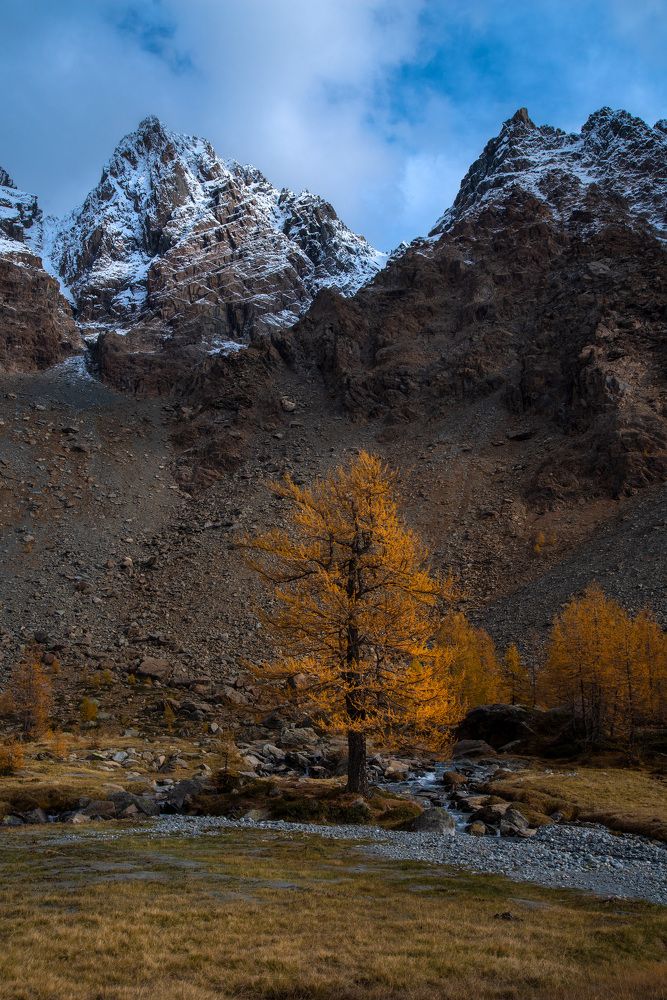 The Larch
