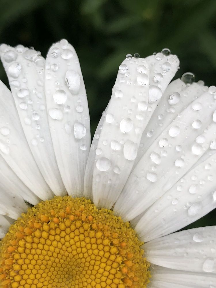 Photograph by Сяргей Кулик