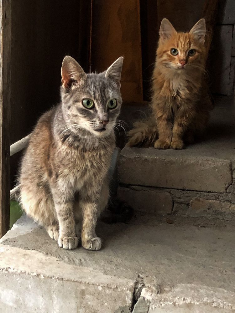 Фотография автора Светлана Гончарова