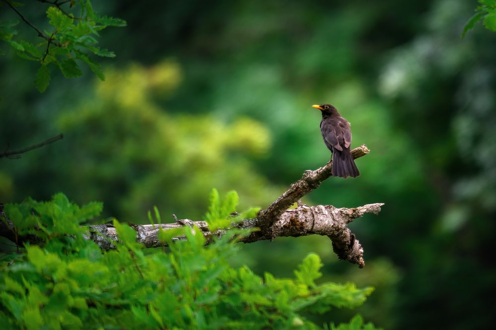 Photograph by Aleksandr Solovev