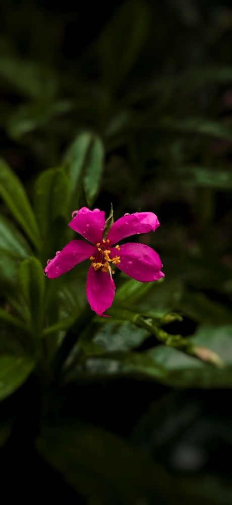 Mobile photography