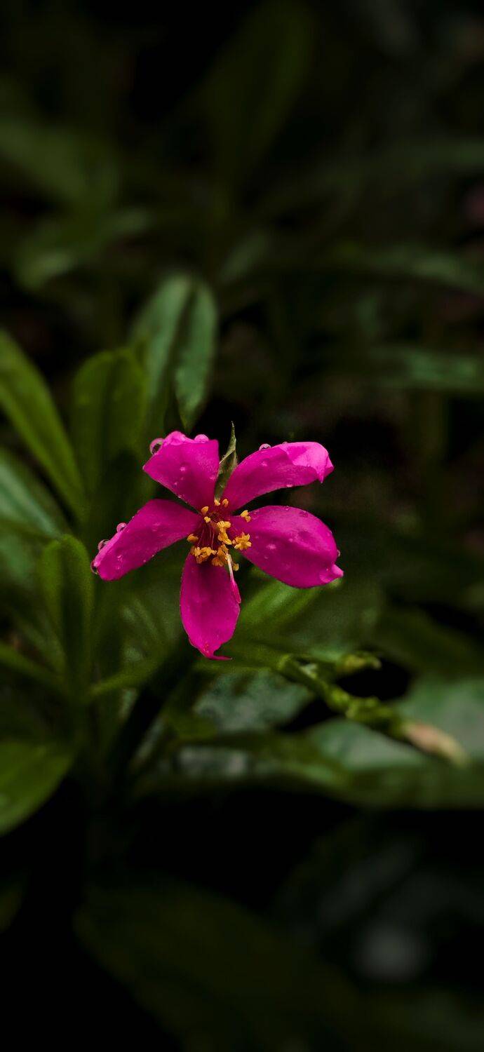 Mobile photography