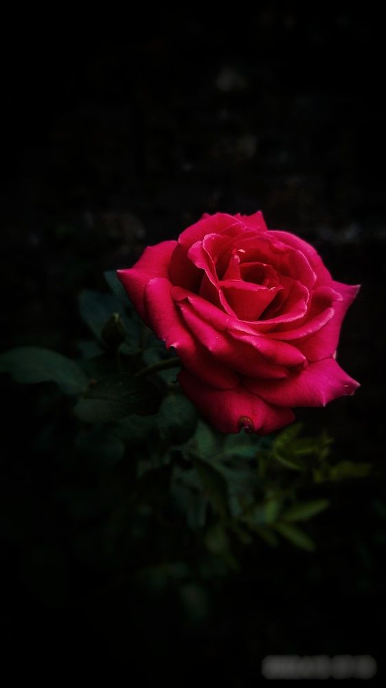 Photograph by Aditi pandey