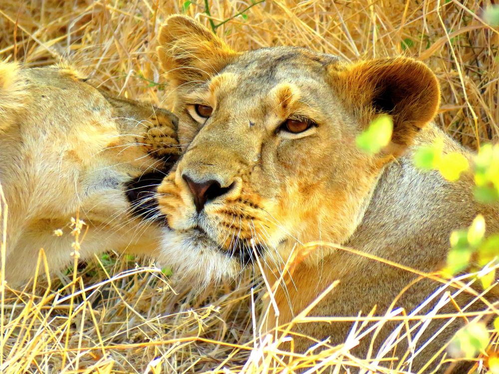 Lioness getting locked by her friend