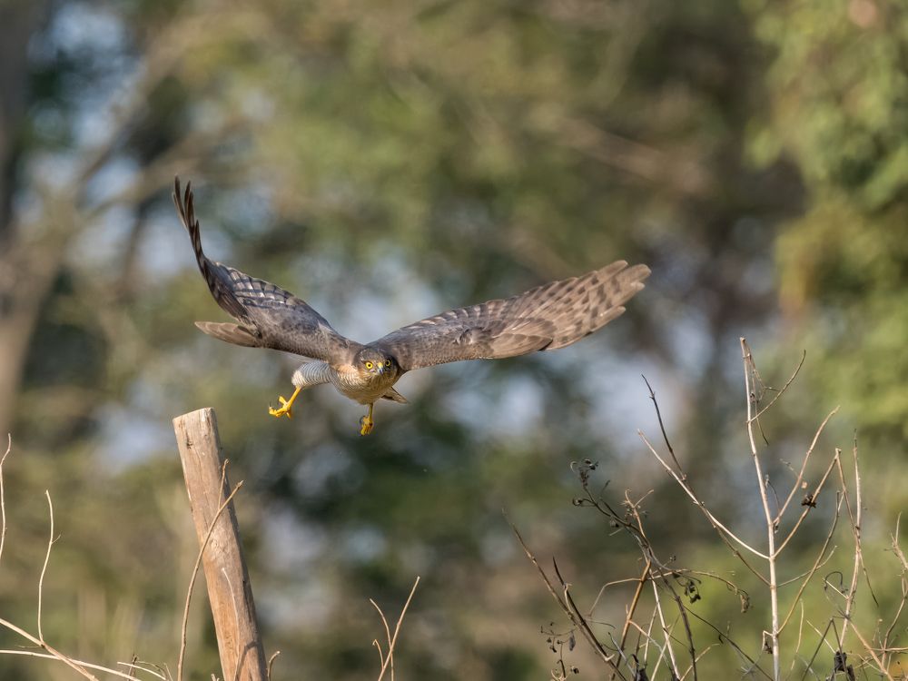 Photograph by RAJESH MAHAJAN