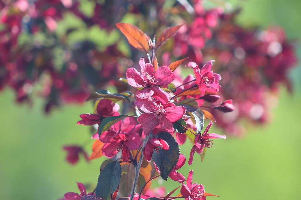 Дыхание весны