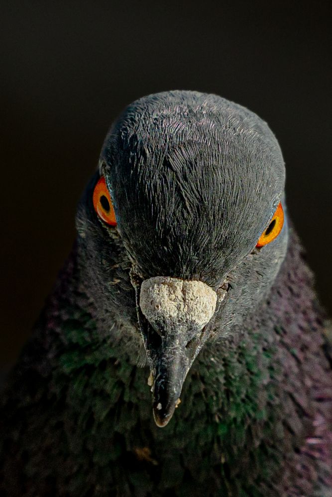 Photograph by Алексей Широбоков