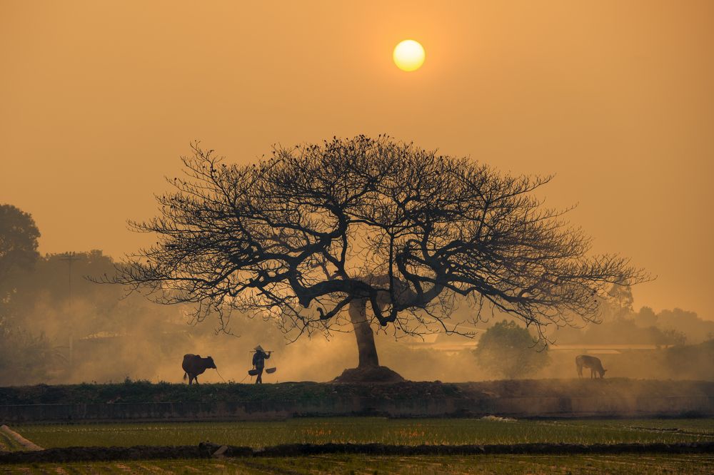 Фотография автора Pham Quynh Nga