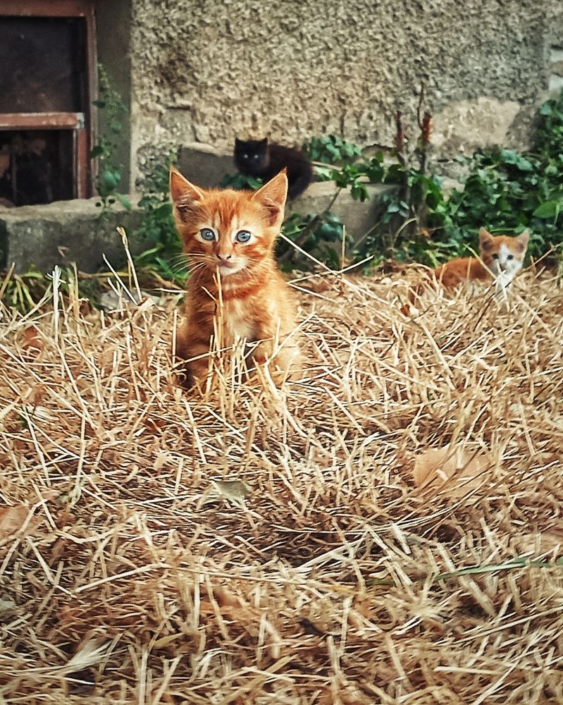 Фотография автора Вадим Кармазин