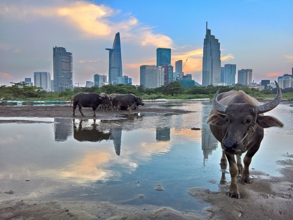 Фотография автора QUANG THOI HUA