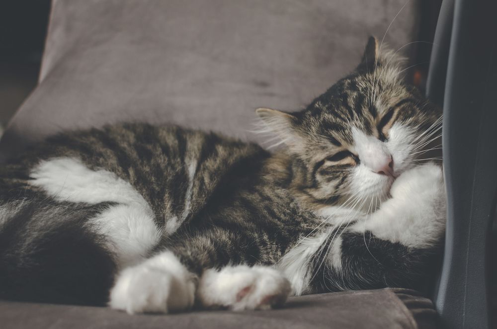 Фотография автора Людмила Куприянова