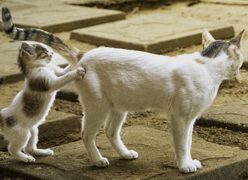 Photograph by HEMAMALI GUNASEKARA