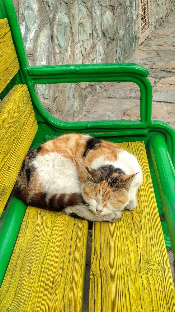 Photograph by Seyed-Sajad Hamedheydari