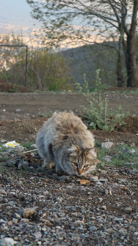 Photograph by Seyed-Sajad Hamedheydari