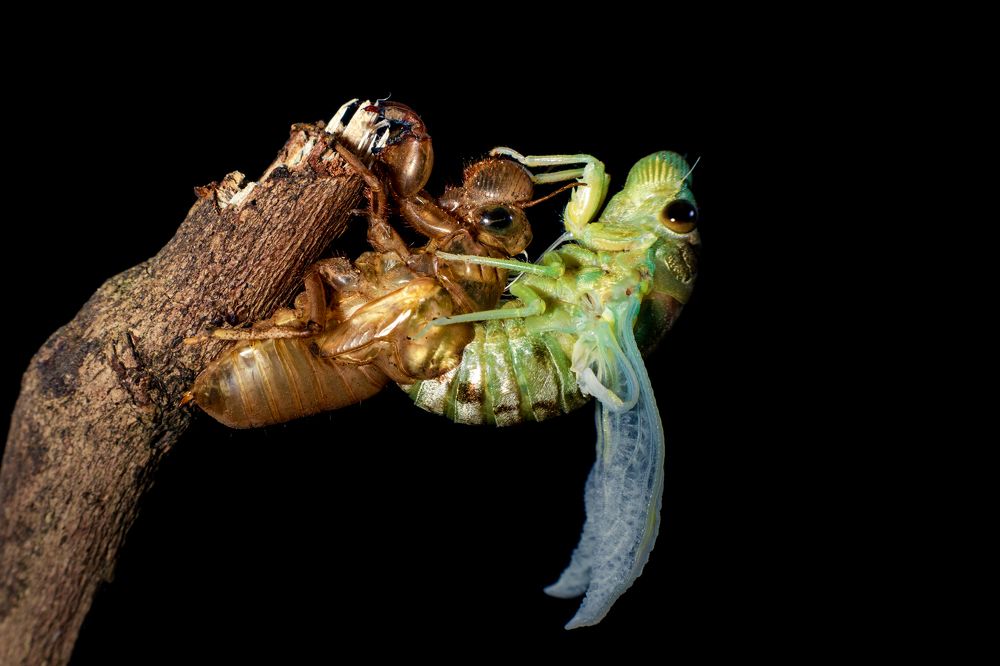 Фотография автора QUANG THOI HUA