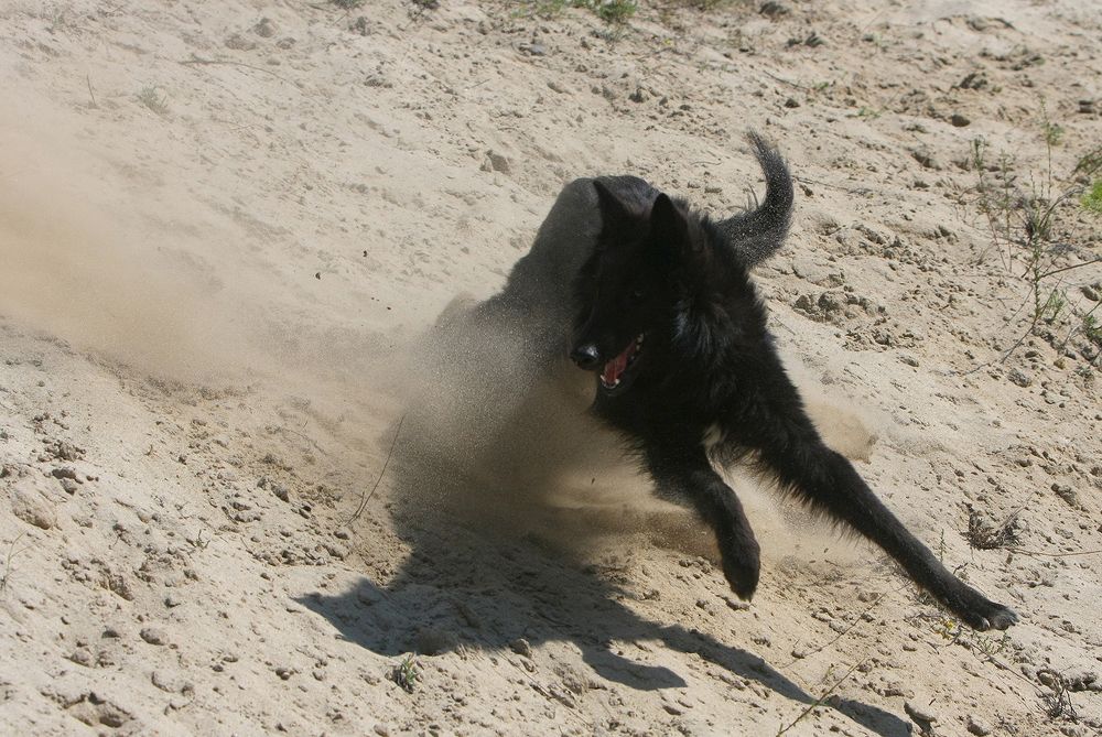 Танцующий с пылью