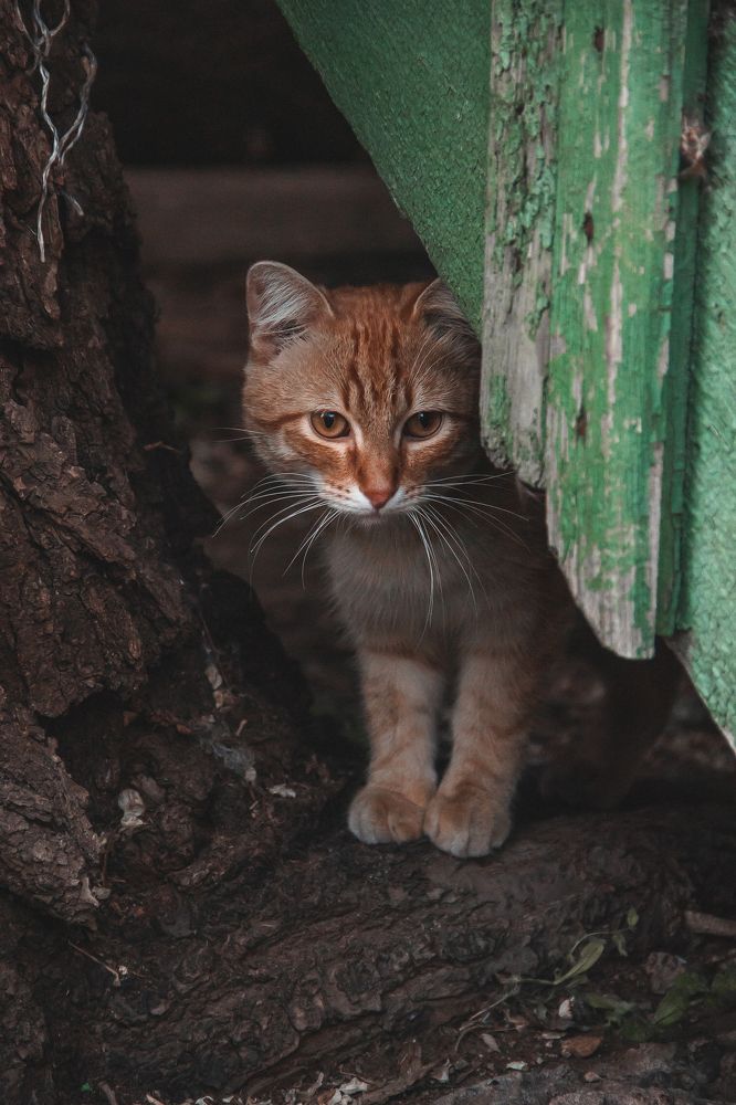 Фотография автора Артём Пышкин