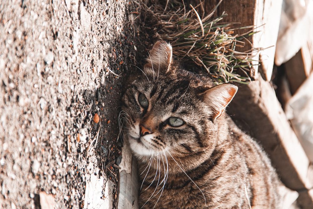 Фотография автора Артём Пышкин