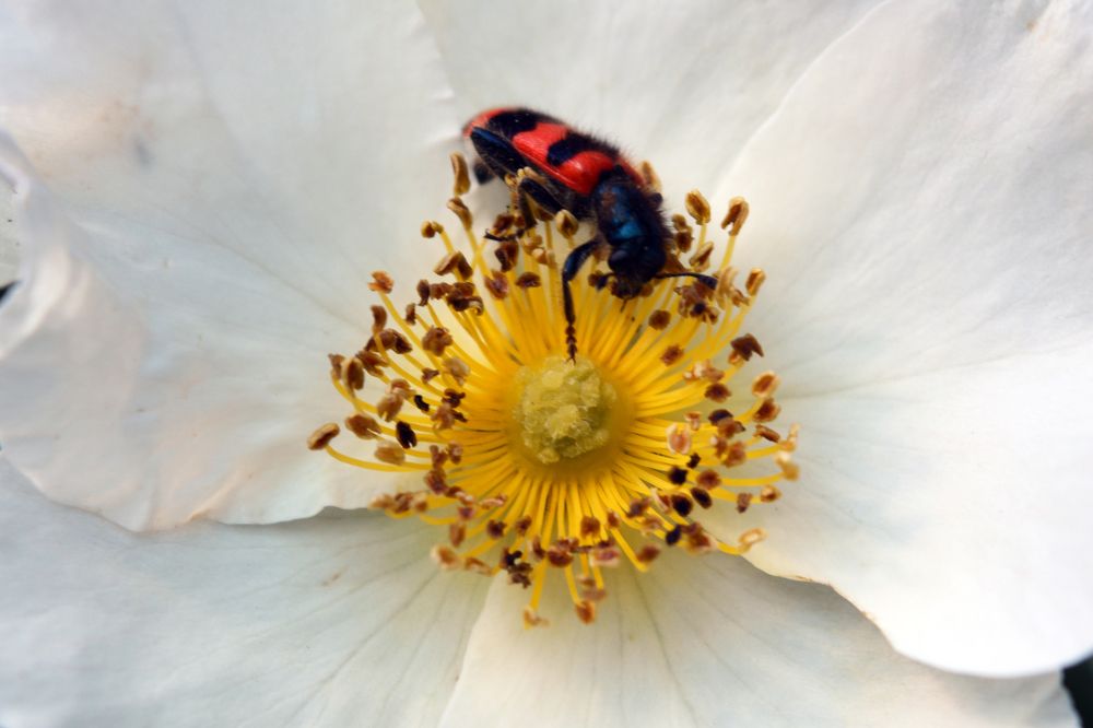 Photograph by Алина Имрановна