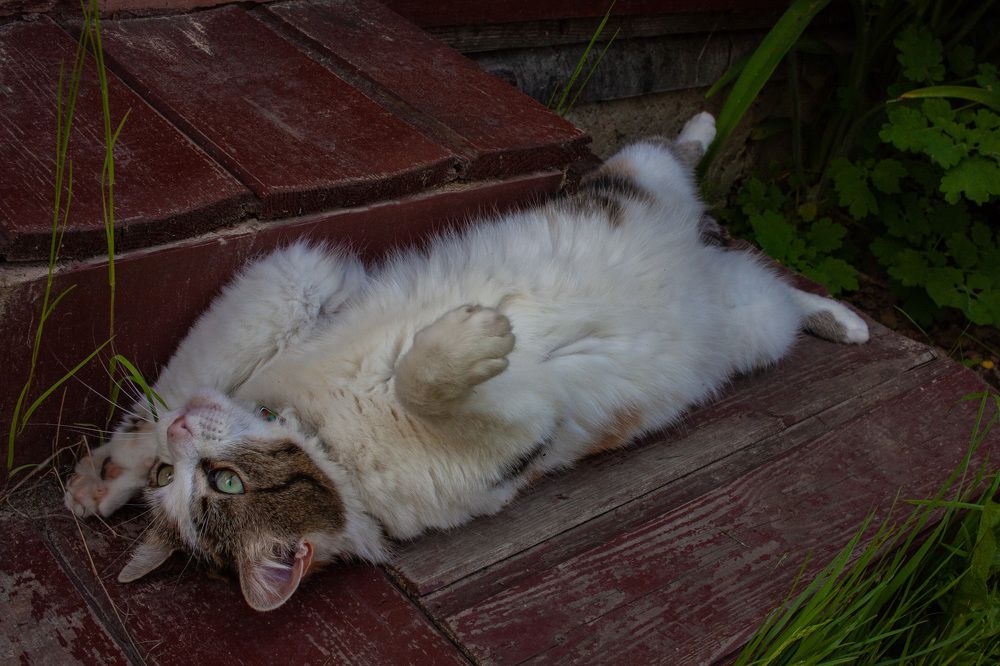 Photograph by Сергей Щербаков