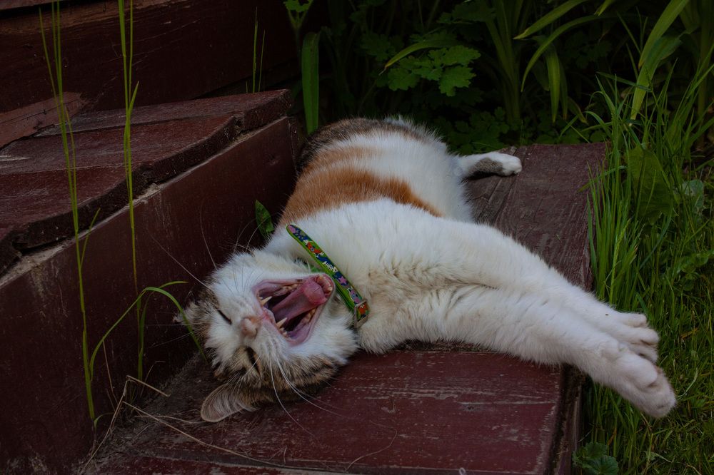 Photograph by Сергей Щербаков