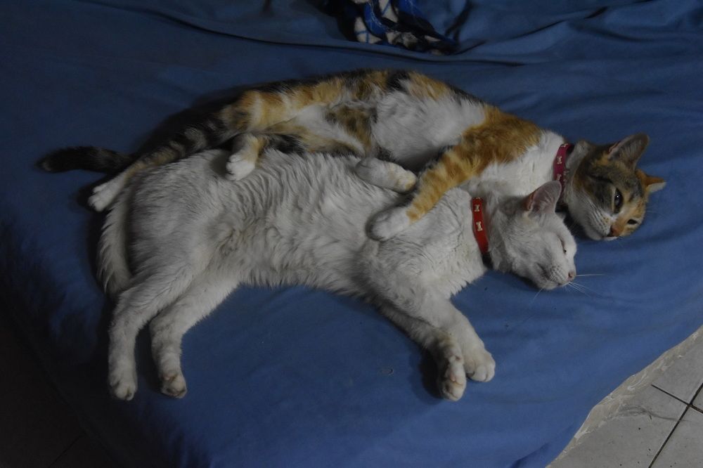 Photograph by Federico Fassardi