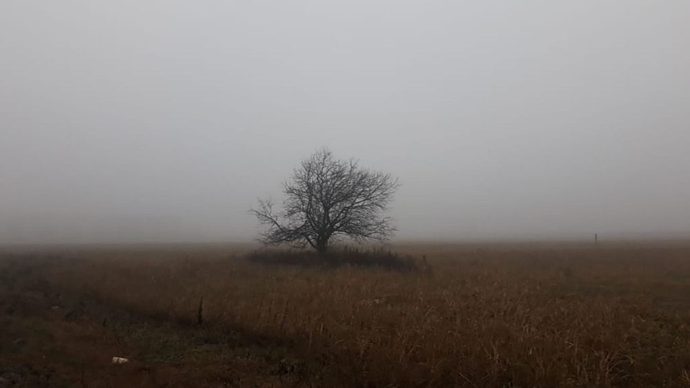 Lonely tree in a foggy field