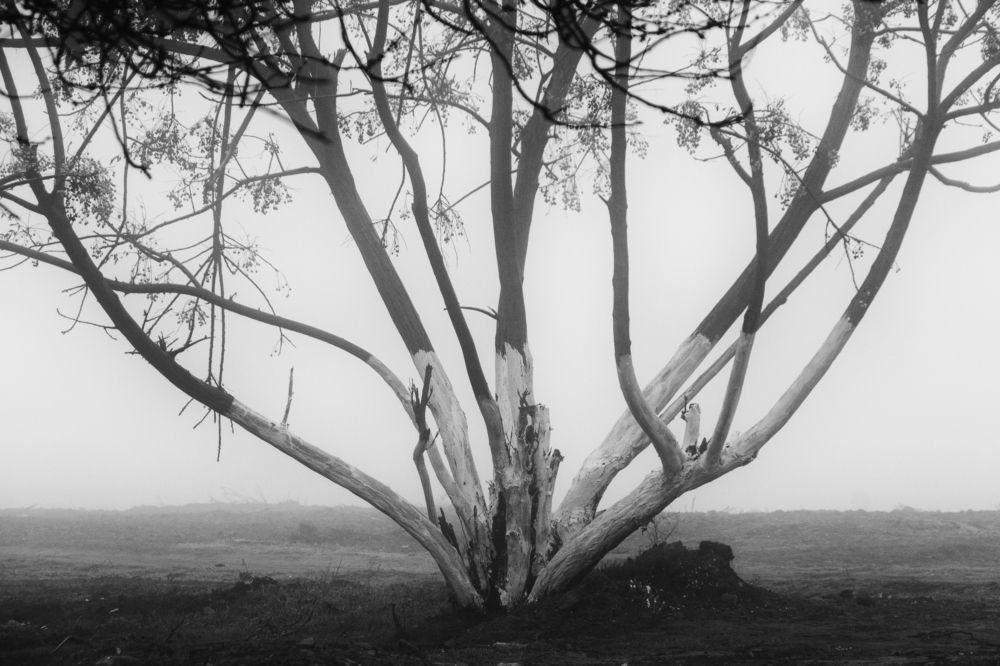 Фотография автора Emil Shahinoglu