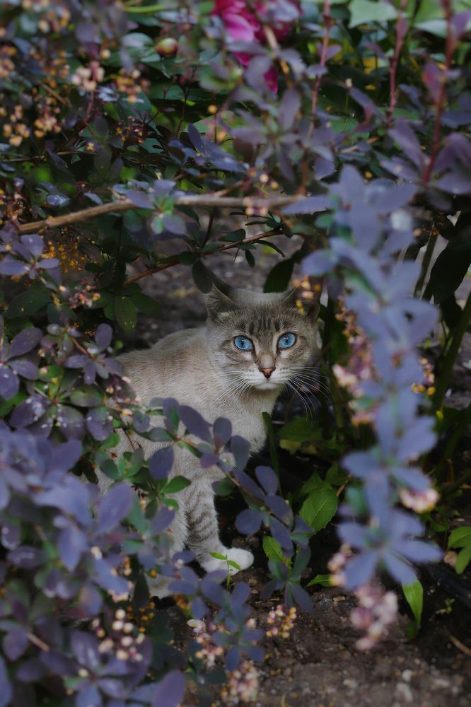 Серебристая голубоглазка