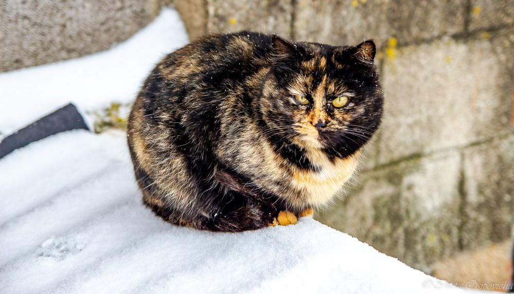 Photograph by Ineta Osipoviča