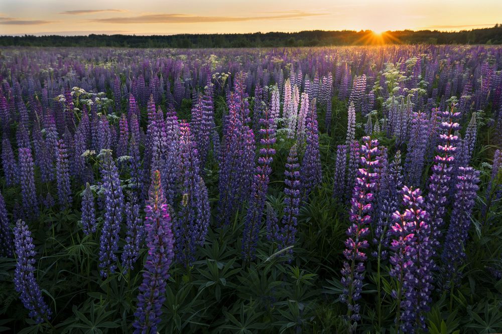 Photograph by Галина