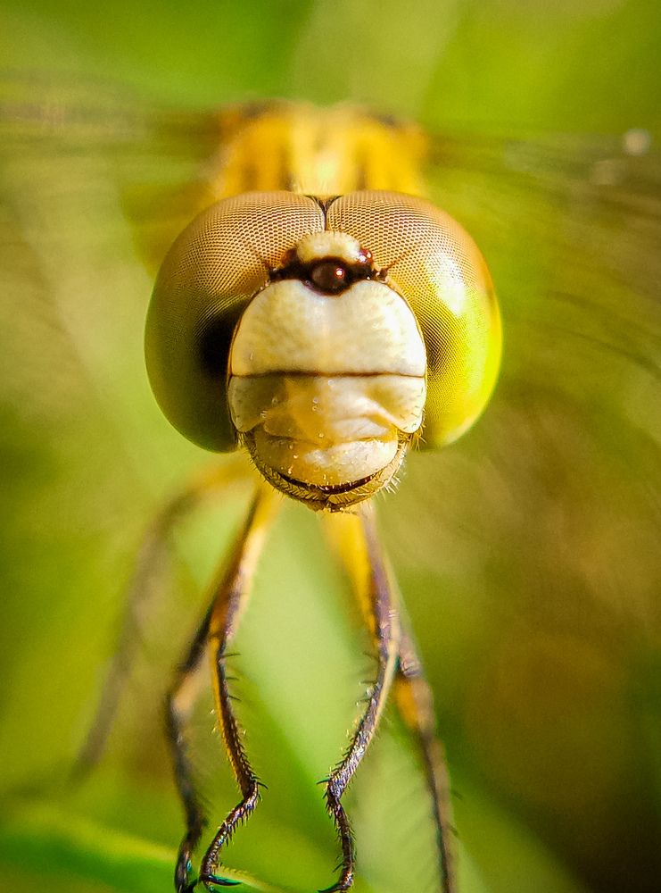 Photograph by A .Thimira dinisuru