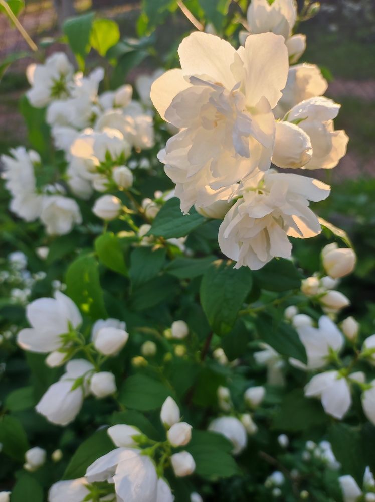 Фотография автора Elena