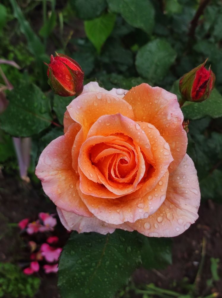 Фотография автора Elena