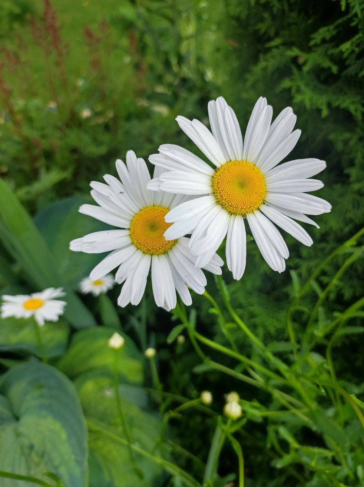 Фотография автора Elena