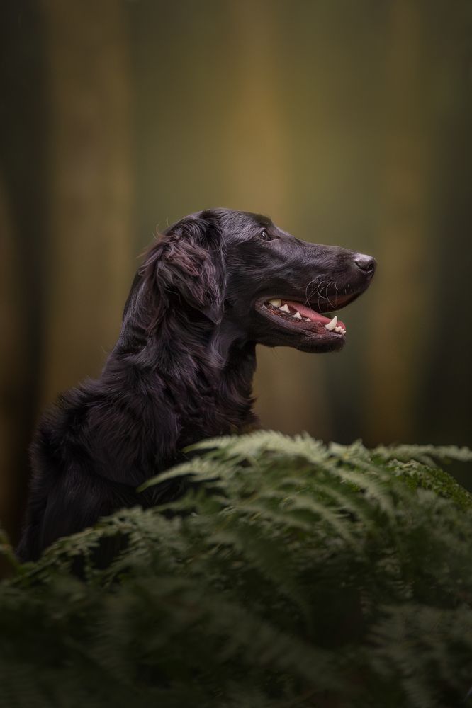 Фотография автора Annemarie Visser