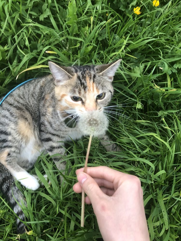 Photograph by Edward Arnold