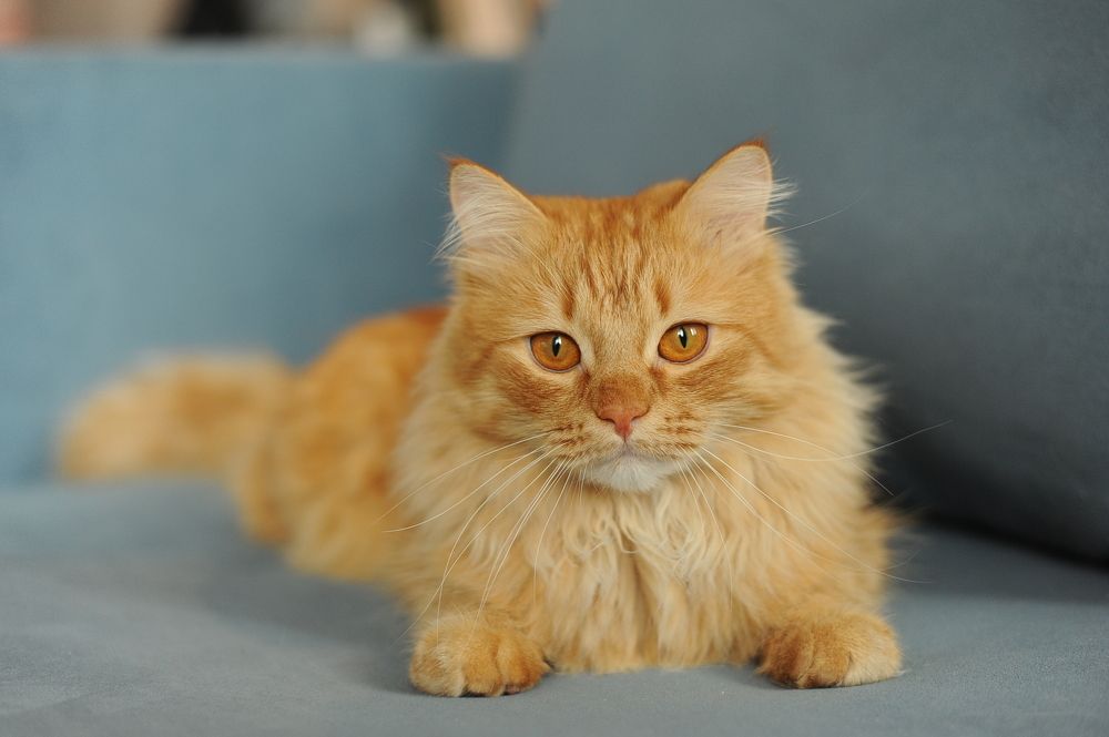 Photograph by Екатерина Пенежина