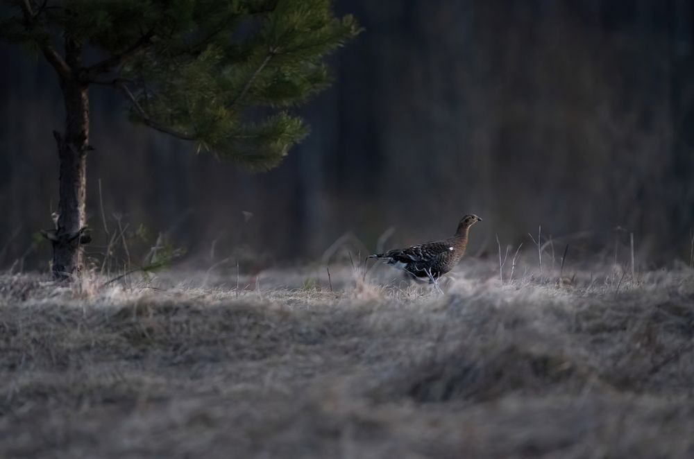Photograph by Алексей Романов