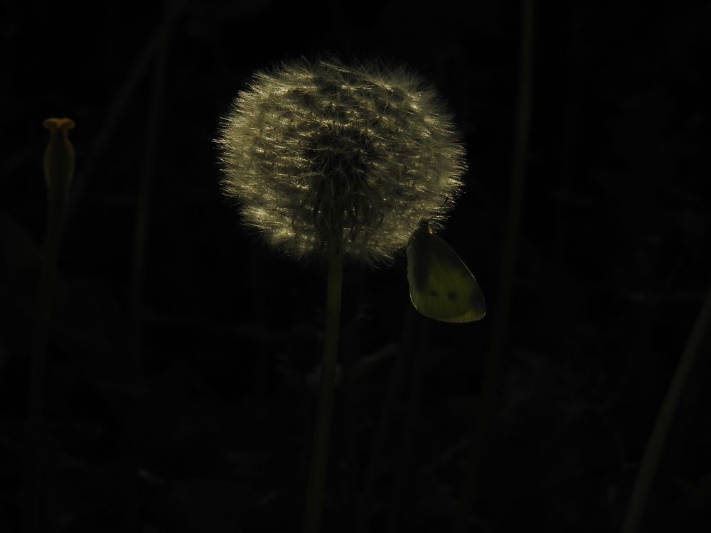 Фотография автора Shavkat Tojiyev