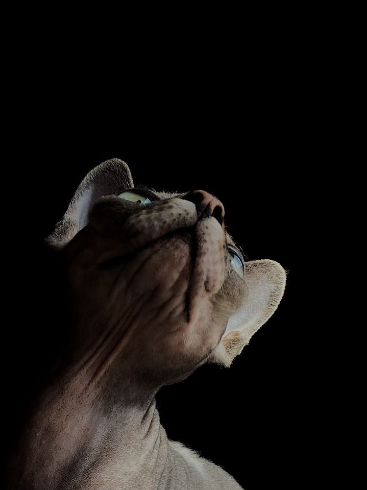 Фотография автора Ольга Лазаренко