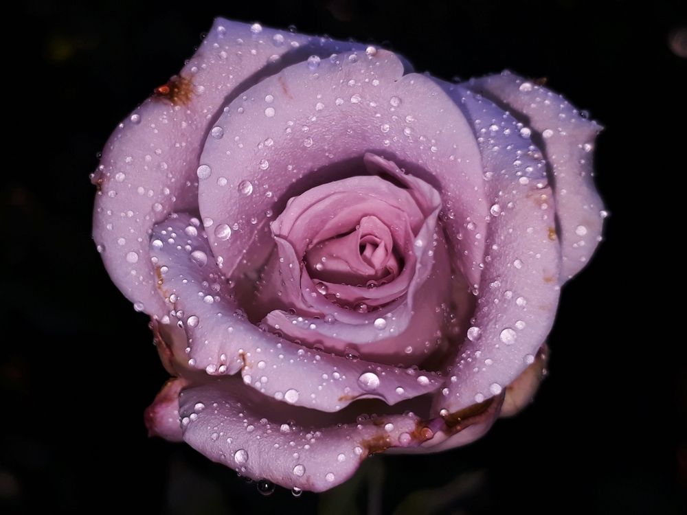 Photograph by Dilara C