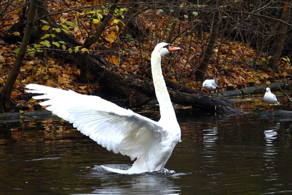 Photograph by jelena konickaja