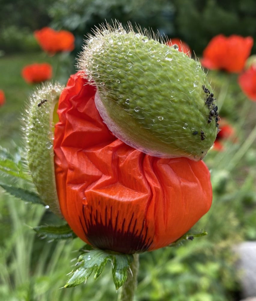 Photograph by Елена Одынец